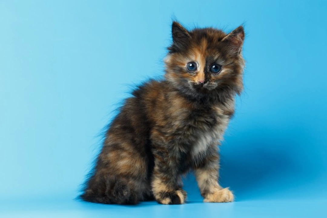 7 Fascinating Facts About Tortoiseshell & Calico Cats