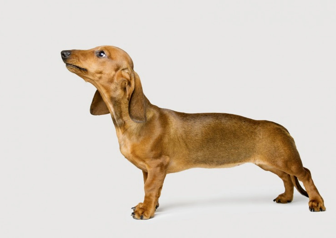 Dachshunds and IVDD: Causes, Signs & Care Guide