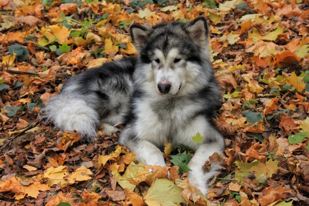 Atrial Fibrillation in Dogs: Causes, Symptoms & Treatment