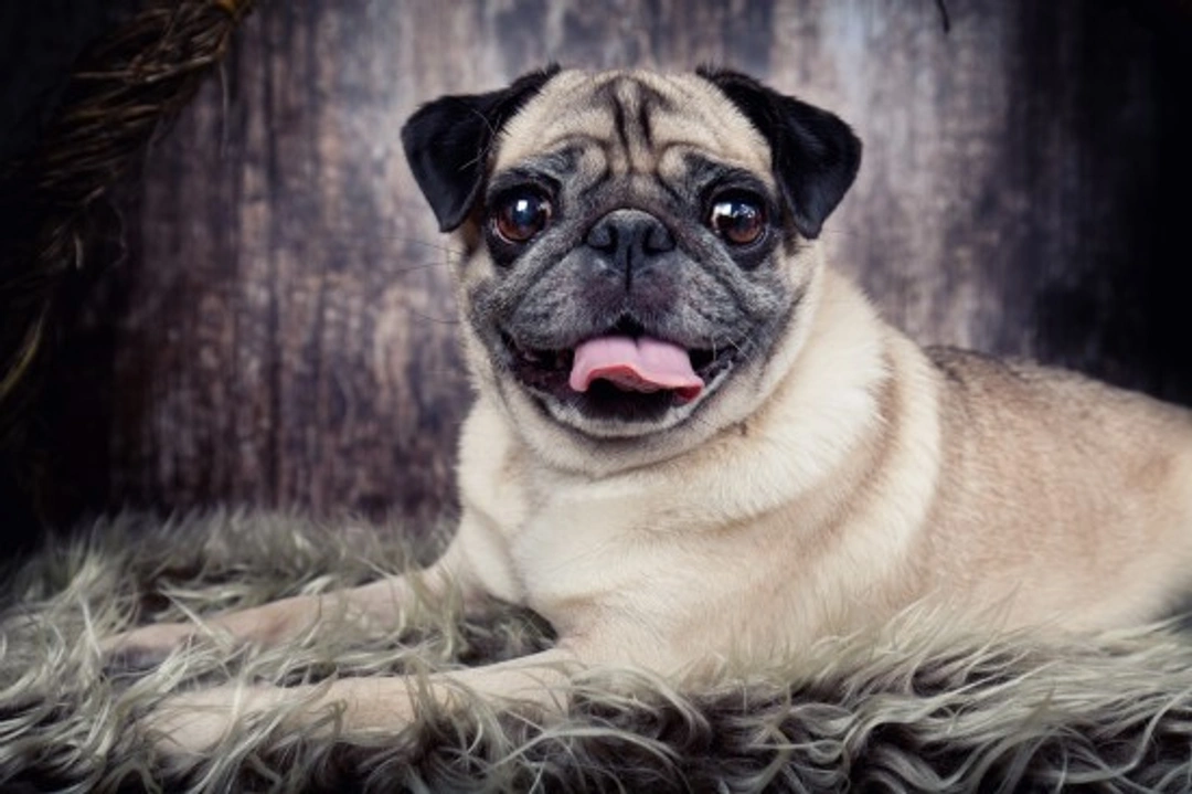 Pug Dog Hereditary Health: Essential Testing Guide