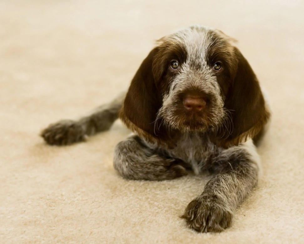 Cerebellar Ataxia in Dogs: Causes, Heredity & Testing Guide