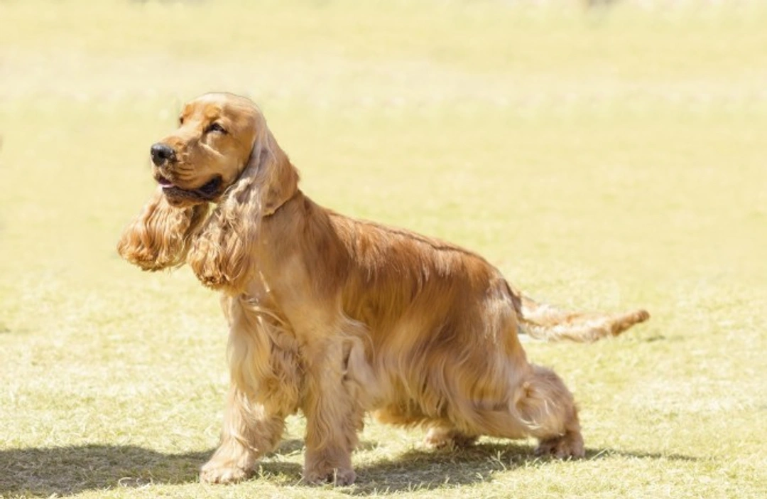 American Cocker Spaniel vs English Cocker Spaniel: Main Breed Differences