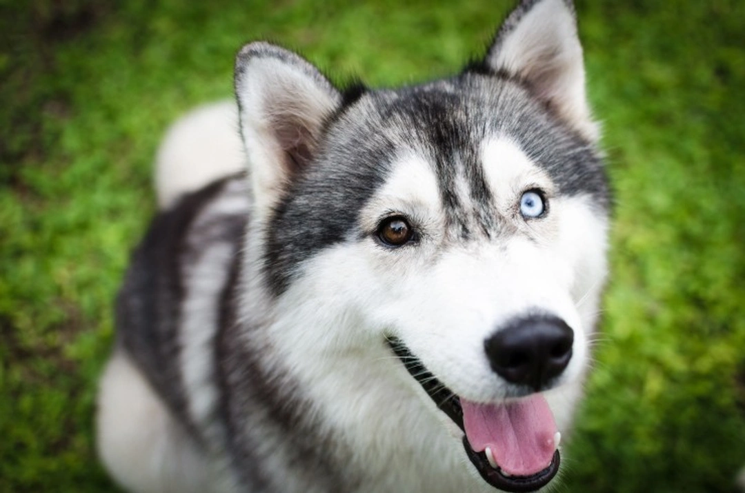 10 Most Sociable Dog Breeds: Friendly, Outgoing Companions