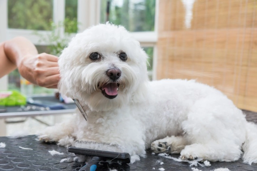 Pros and Cons of Mobile Dog Grooming Services UK 2025