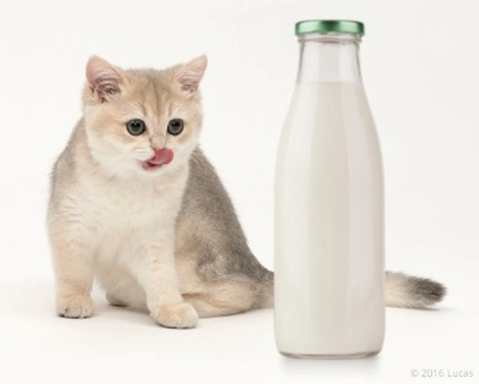 Il latte vaccino non va dato a cuccioli e gattini