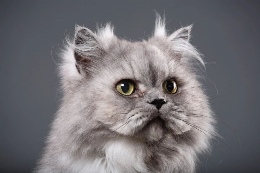 10 Key Facts About Persian Cats Before You Buy