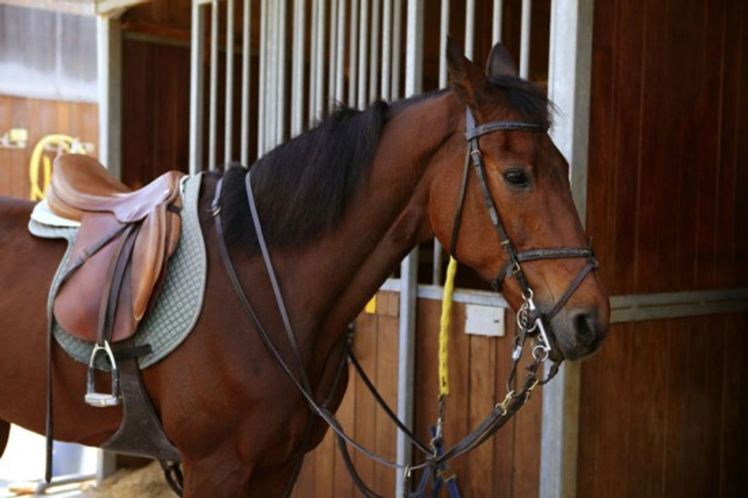 Complete Guide to Horse Riding Tack and Equipment