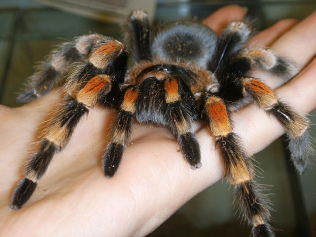 Five key questions before keeping a pet tarantula