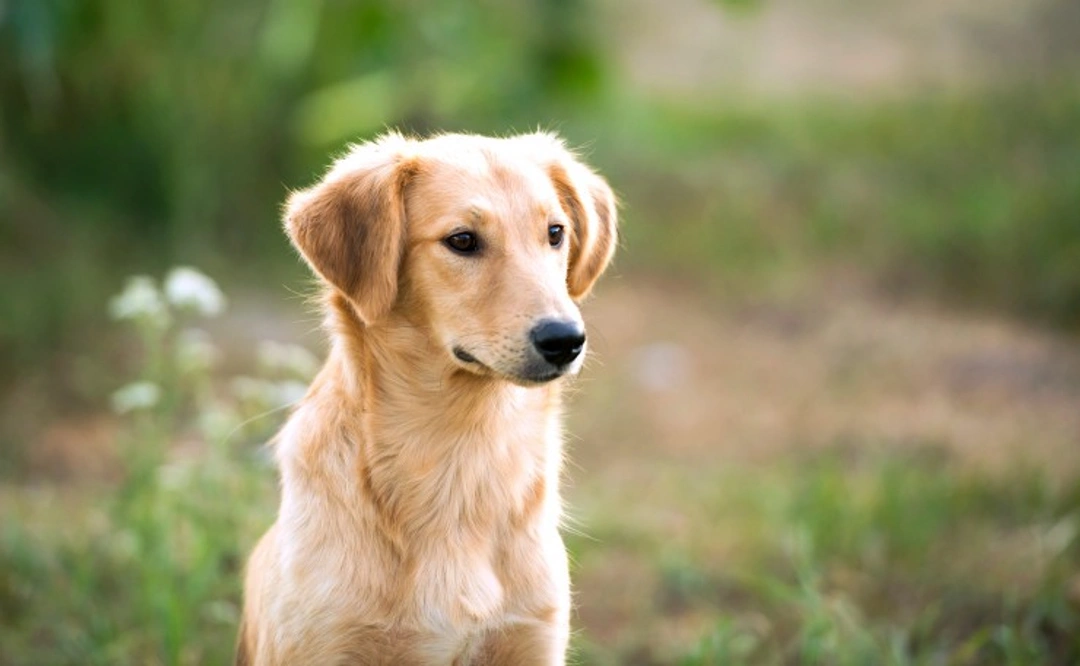 What is Babesia Canis? Risks, Symptoms & Treatment Guide
