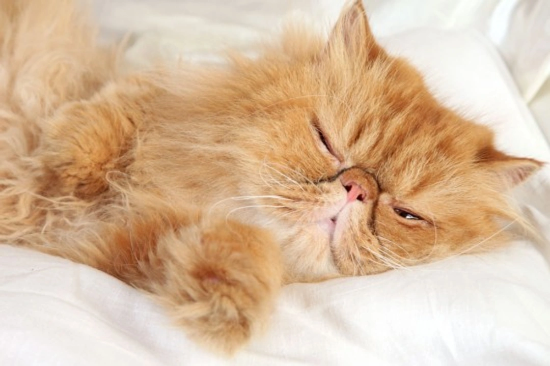 Is snoring in cats a problem? Causes & when to worry
