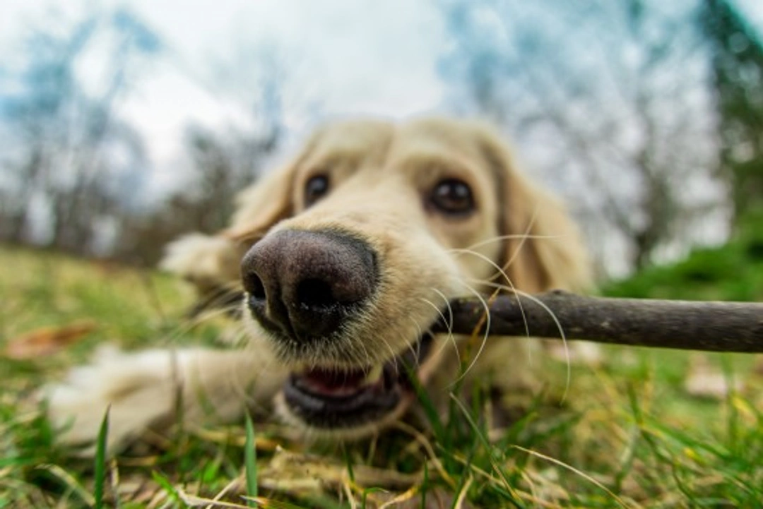 Dog Pheromones: What They Are & Why They Matter