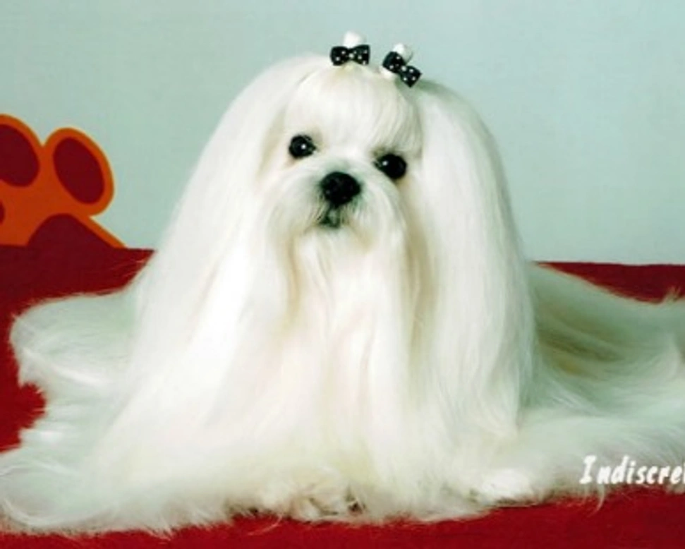 Il Maltese, una razza tutta italiana - Alimentazione e cure