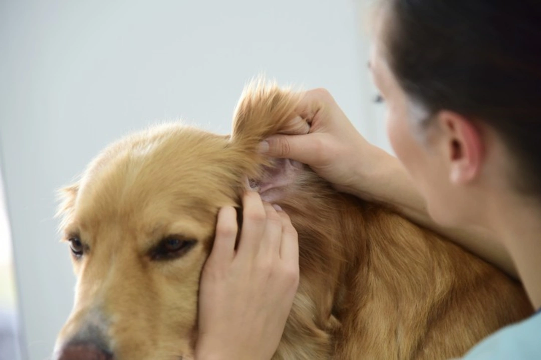 5 Common Errors to Avoid When Cleaning Your Dog’s Ears