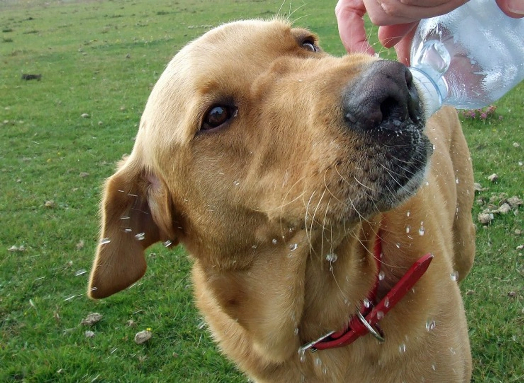 Dog Hydration Essentials: A Vital 2025 Guide