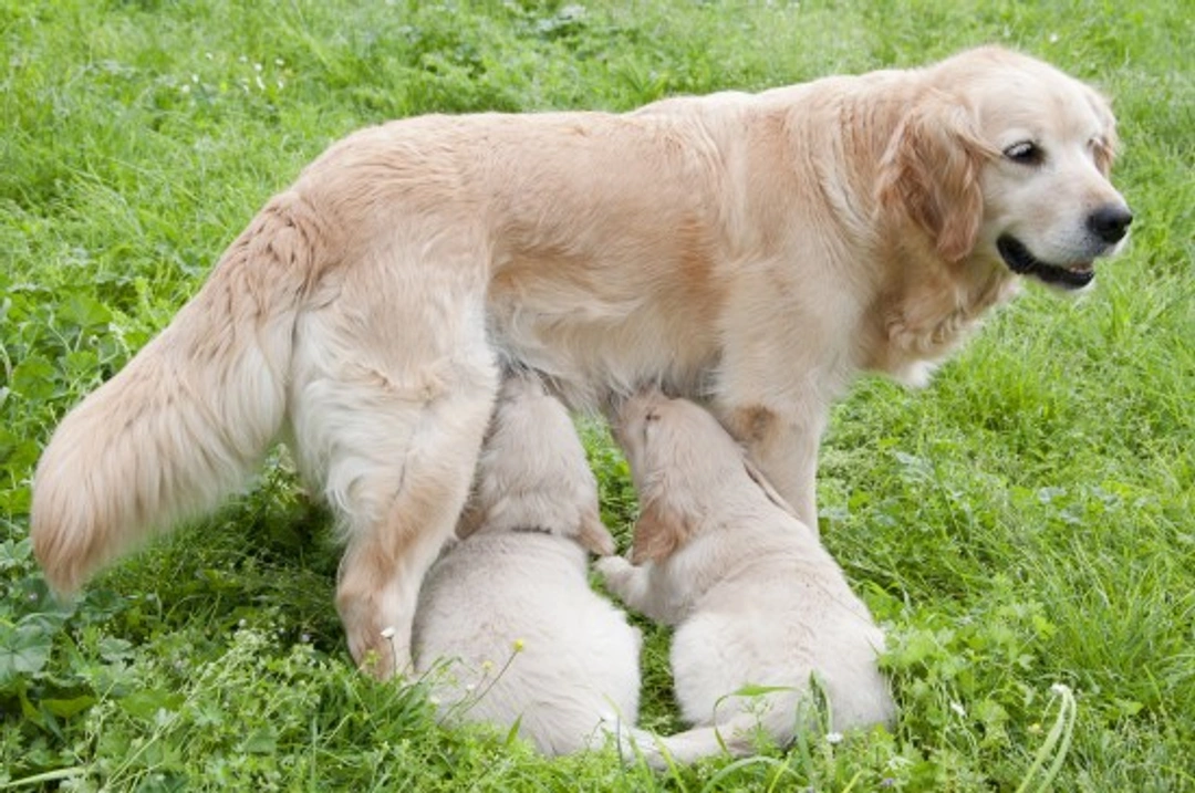When Does a Dog's Milk Dry Up After Nursing?
