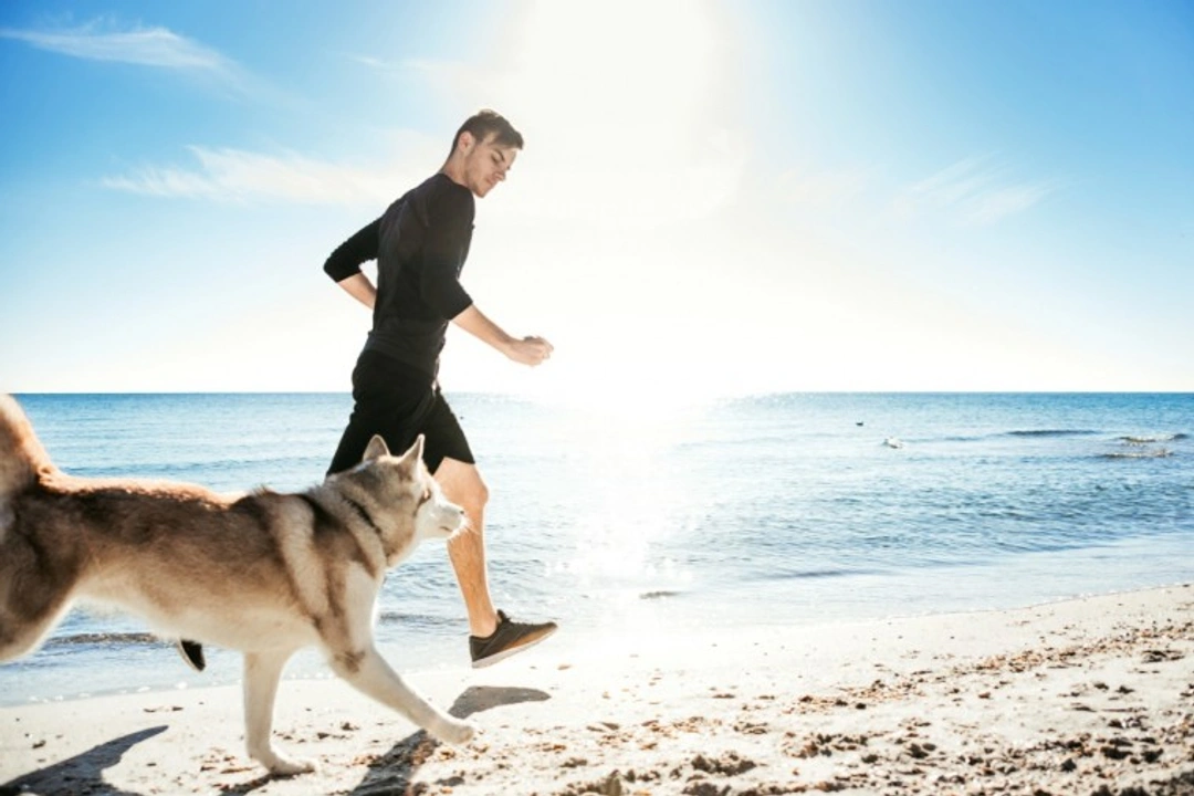 Top 5 Dog Breeds for Running Partners in the USA