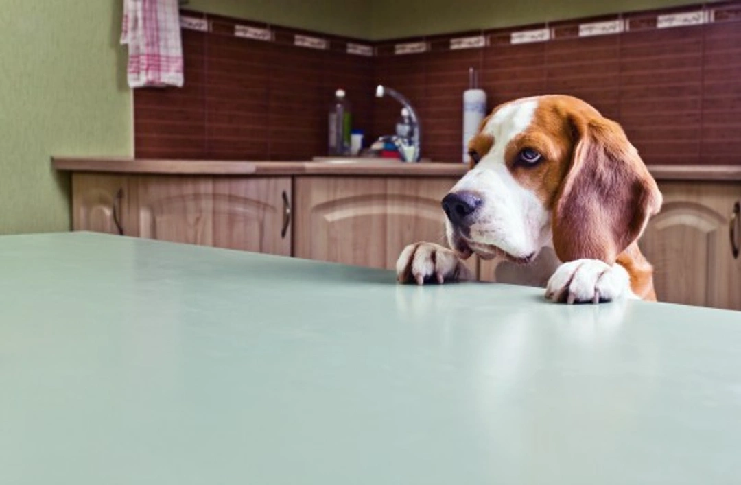 Commonly Overlooked Hazards in Your Dog’s UK Home