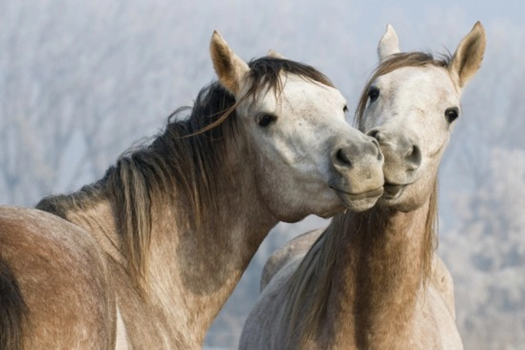 Demystifying Equine Terms: Your Beginner’s Guide