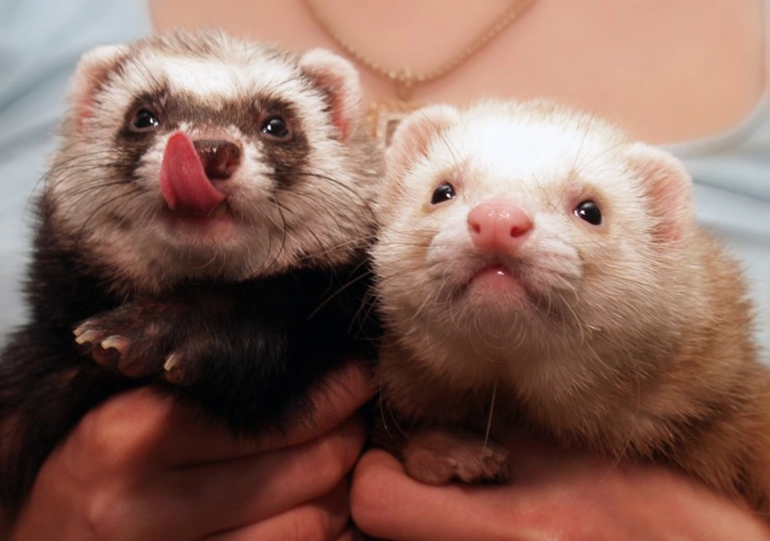 Ferrets and the Importance of Companionship