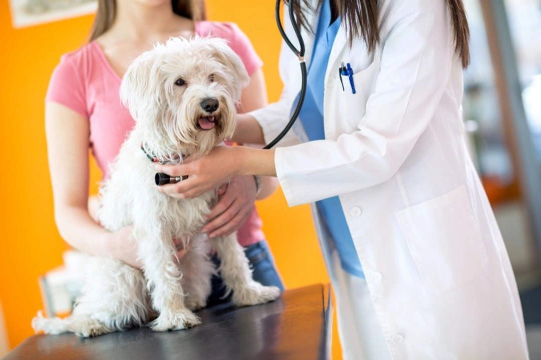 The Real Cost of Vet Care for Dogs and Cats in 2025