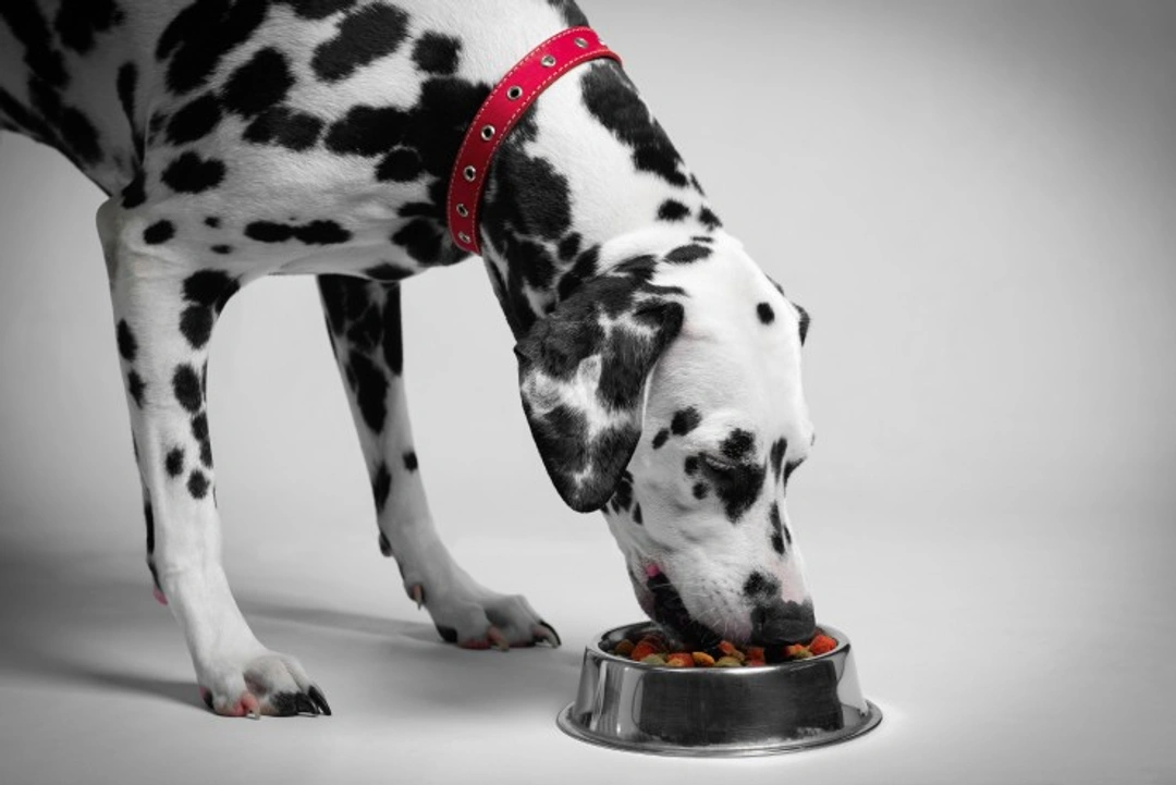How Prescription Diets Support Dogs with Kidney Disease