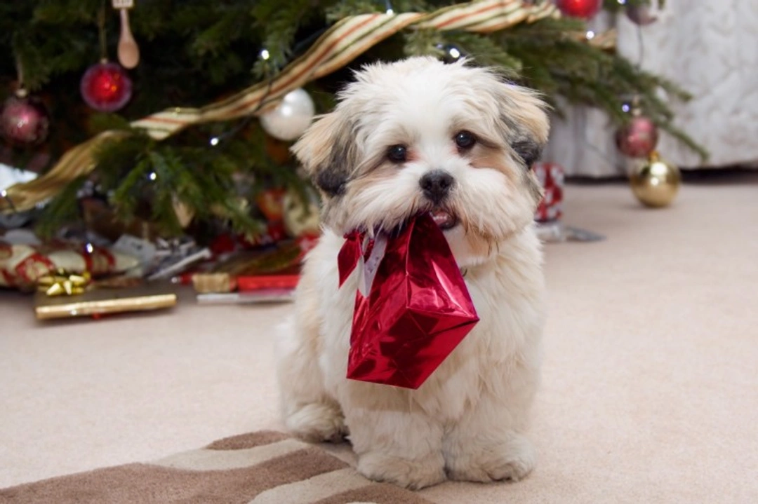 5 Most Dangerous Christmas Foods for Dogs in the UK