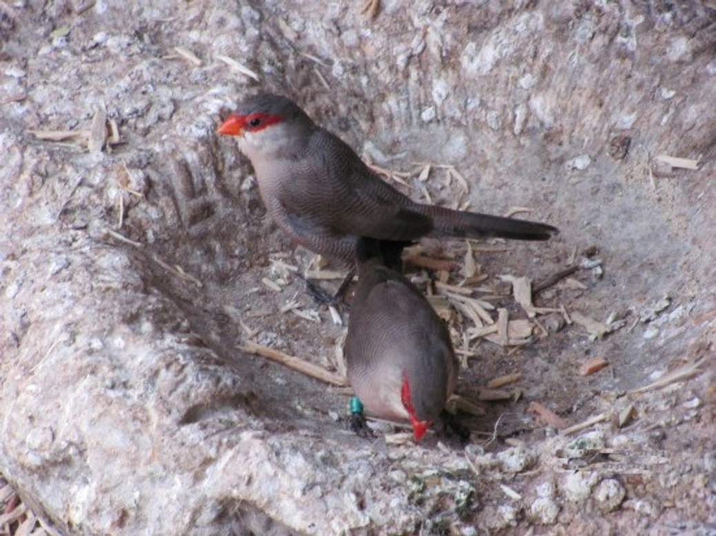 Waxbills in the UK: Care, Species, and Breeding Guide