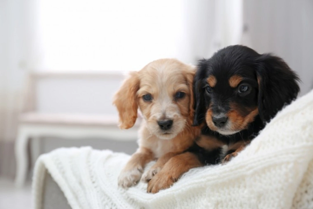 7 Expert Tips for Responsible Care of Two Dogs in the UK 2025