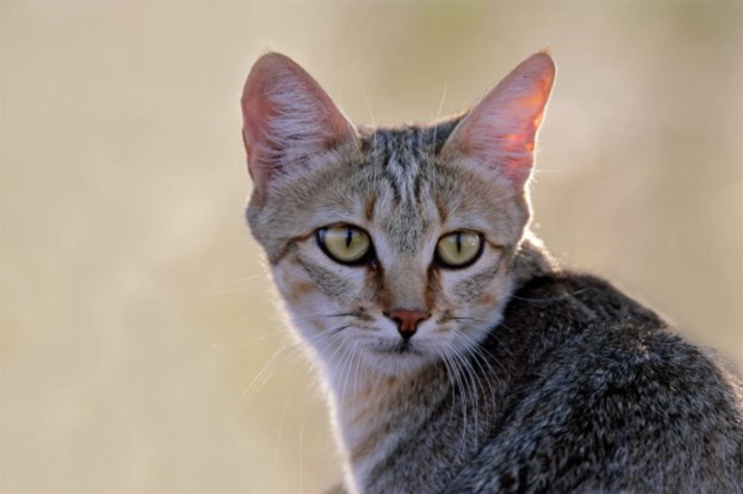Cat Behaviour: Understanding What Makes Cats Behave Naturally