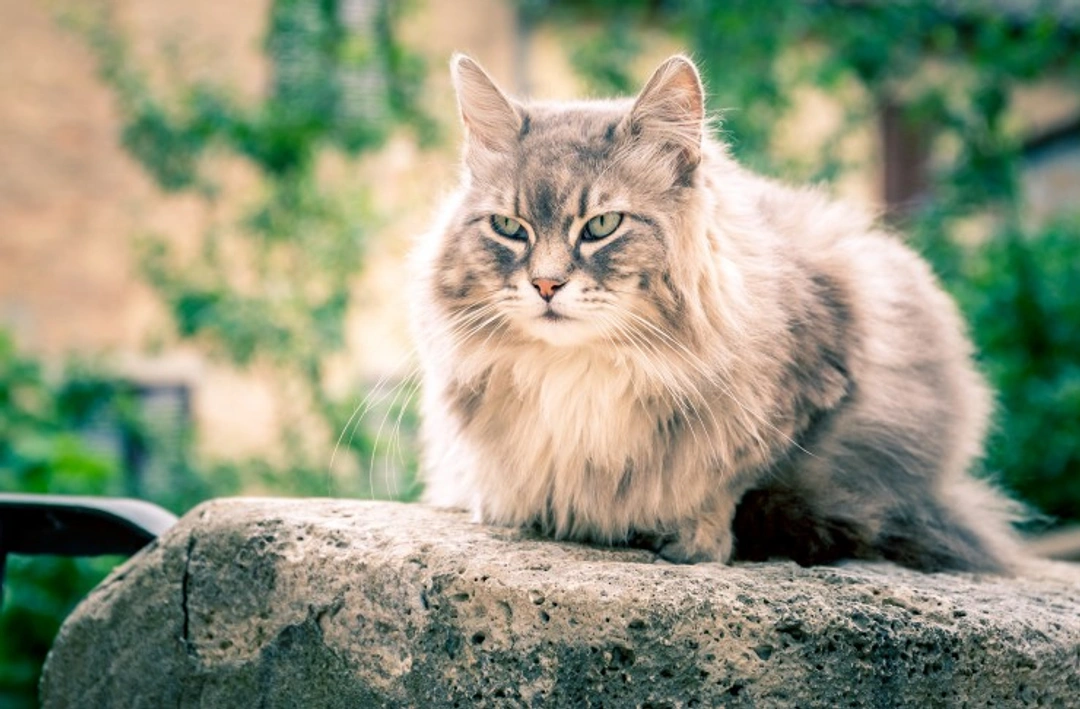 10 Effective Ways to Help Your Elderly Cat