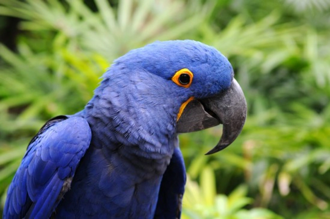 Hyacinth Macaw: Complete Care Guide for 2025