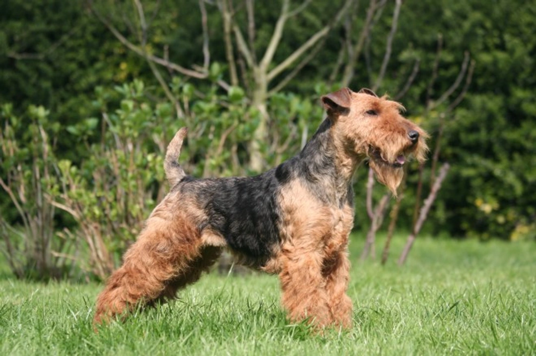 How to Keep a Welsh Terrier's Coat in Top Condition