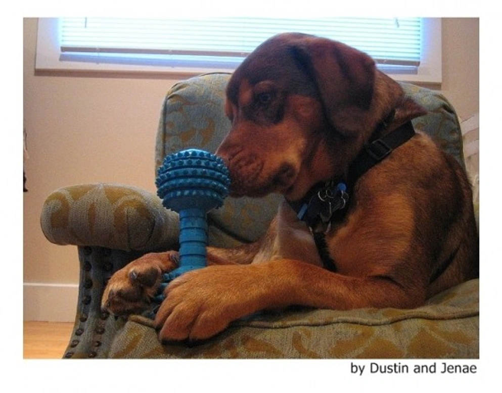 ¿Quieres de verdad un perro grande?