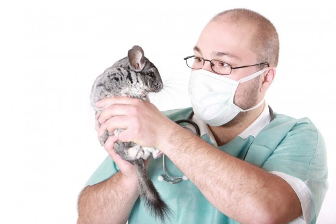 Choosing the Right Vet for Your Exotic Chinchilla