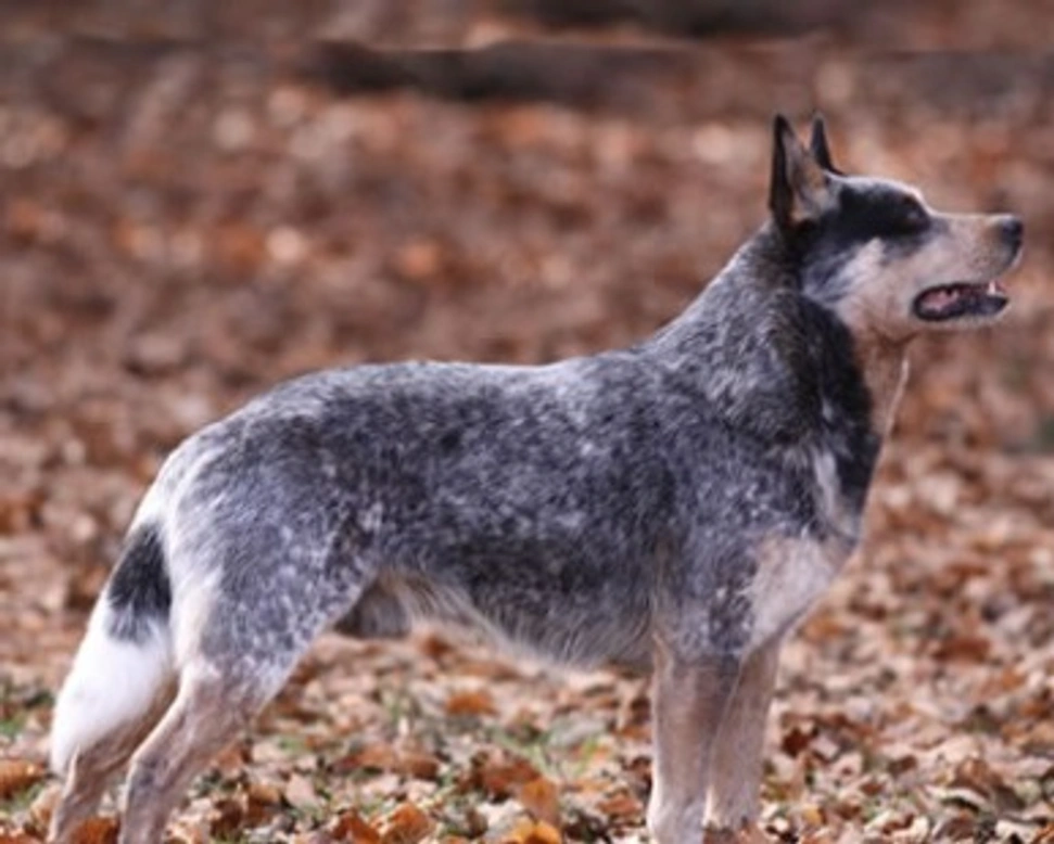 Il carattere, le origini e le particolarità dell'Australian Cattle Dog