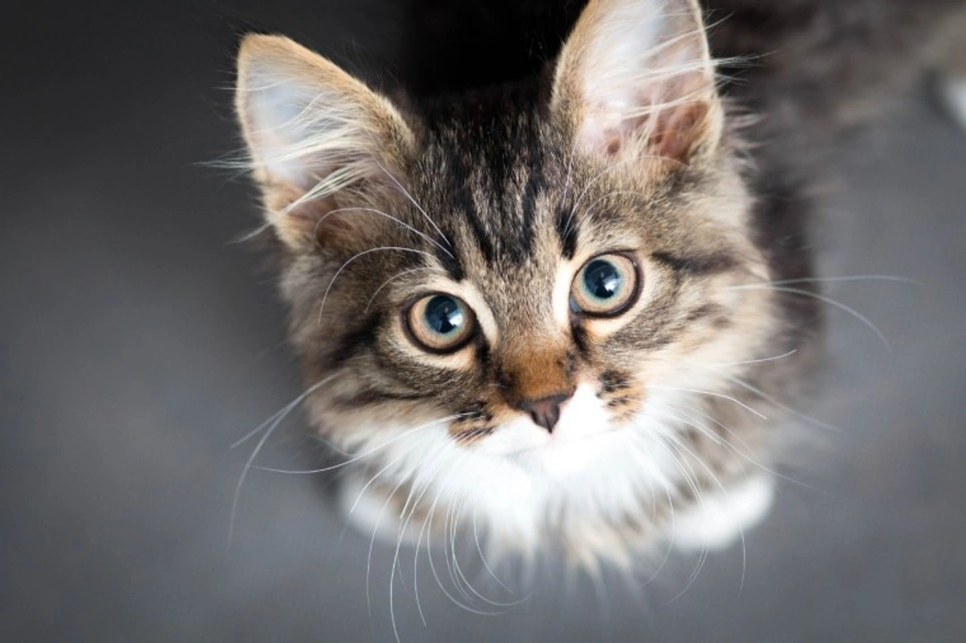 Key Factors UK Cat Owners Value in Veterinary Clinics