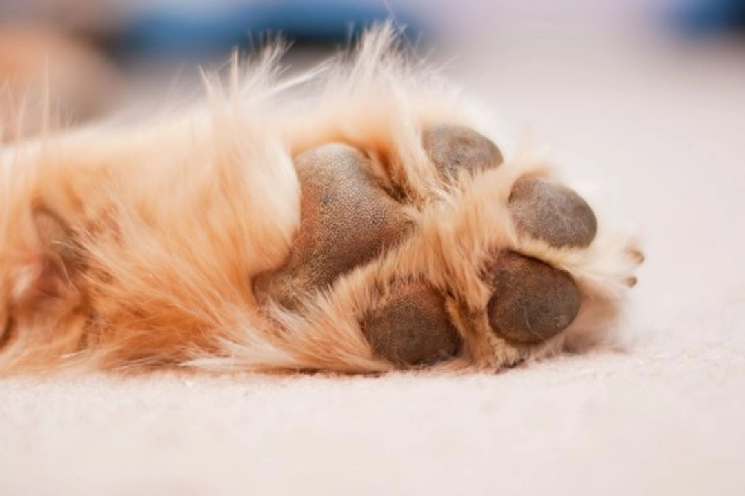 Canine Chiropody: Prevent Paw, Pad & Claw Injuries