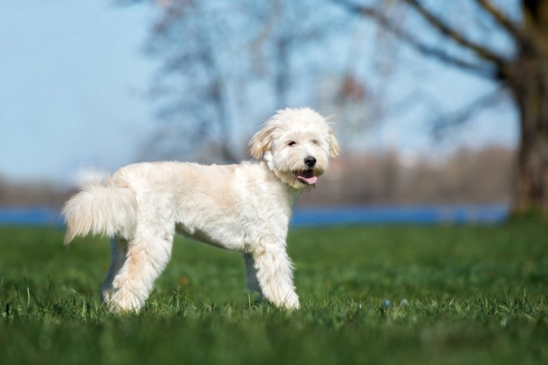 Sebaceous Adenitis in Dogs: Causes, Symptoms & Treatment