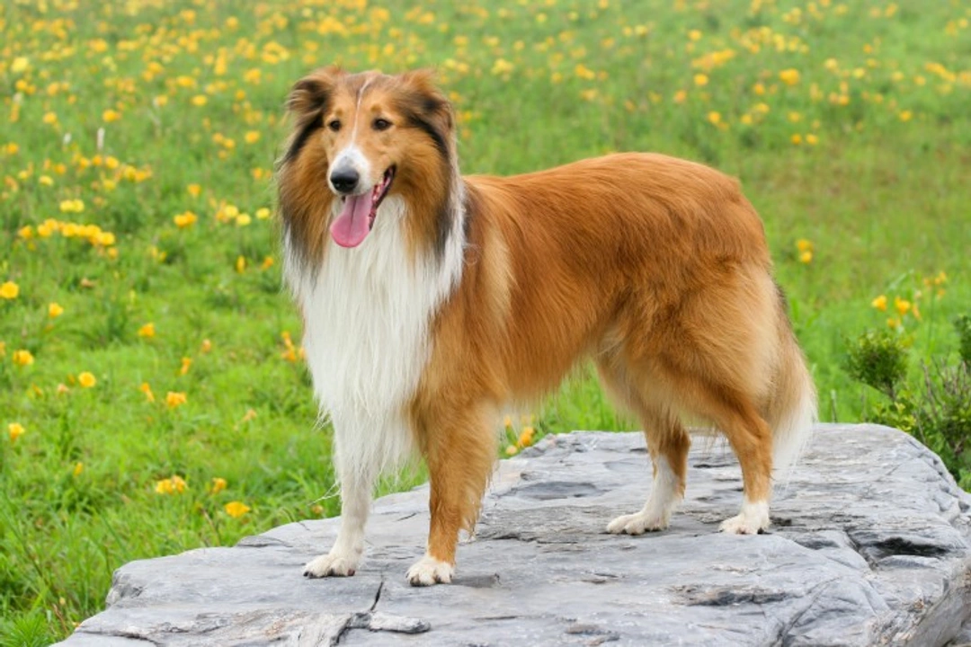 Dermatomyositis in Dogs: Symptoms, Causes & Care in the US
