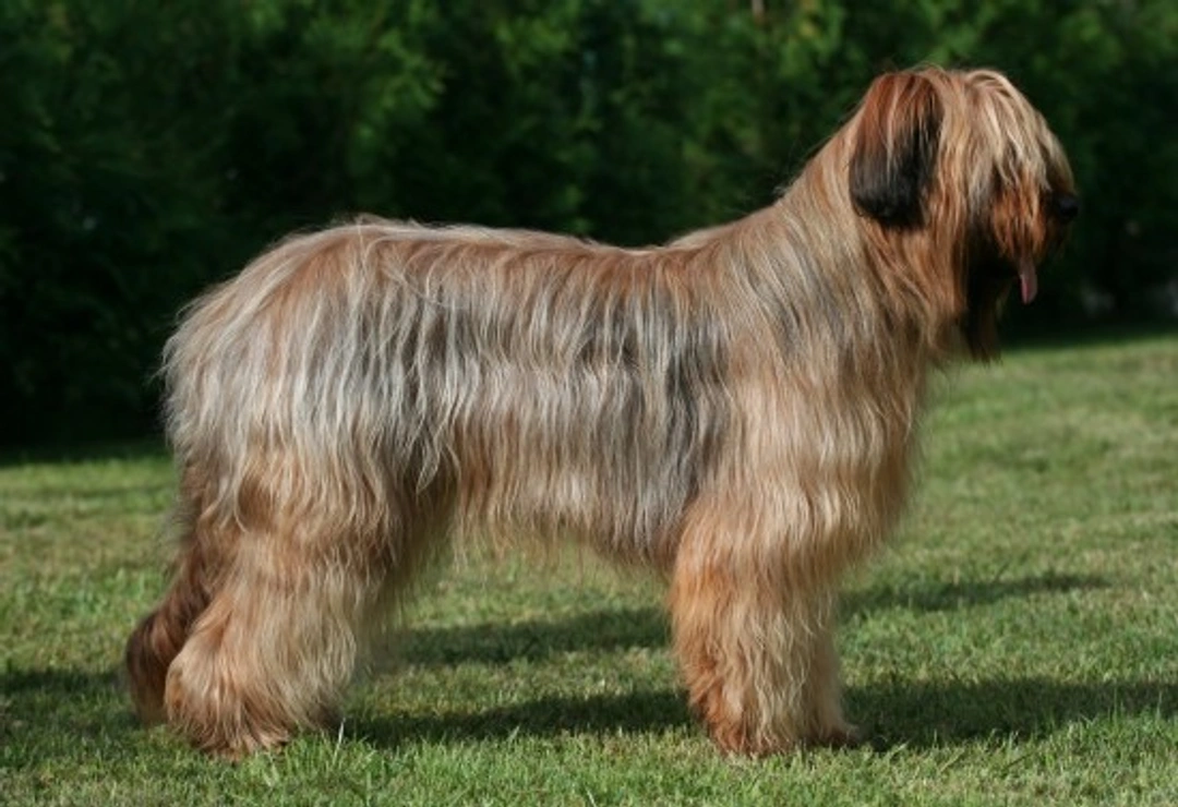 Complete Guide to Keeping a Briard's Coat Healthy and Groomed