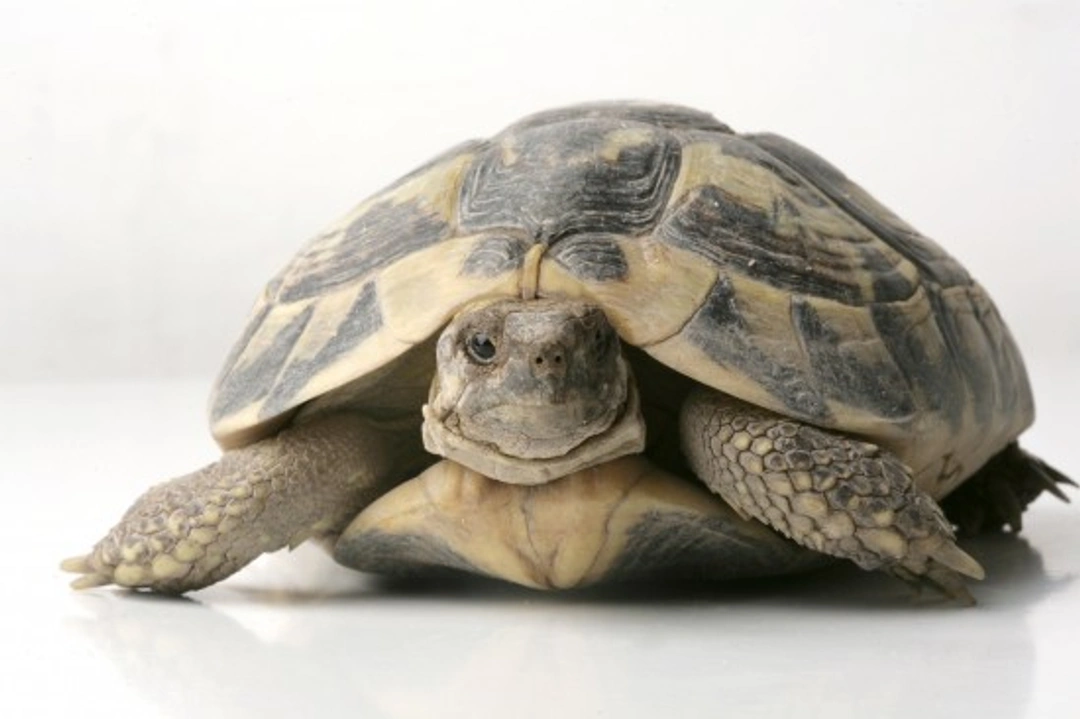 How to Care for a Sick or Dehydrated Tortoise Safely