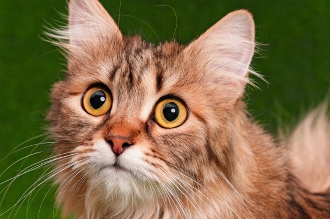 Help and Advice: Managing Cat Allergies Effectively