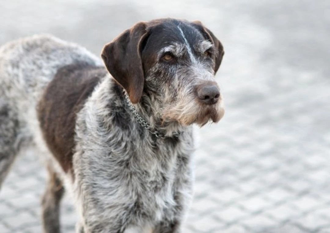 Looking after a mature dog: Essential care tips