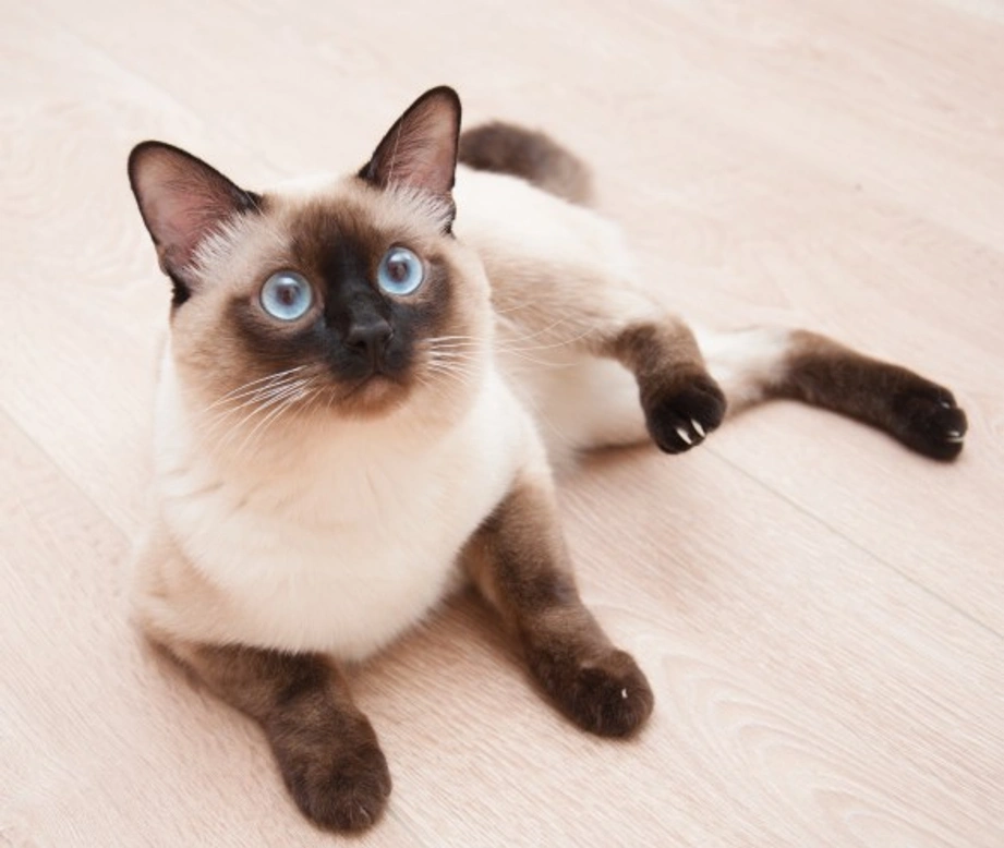 7 Gorgeous Colourpoint Cat Breeds You Will Love