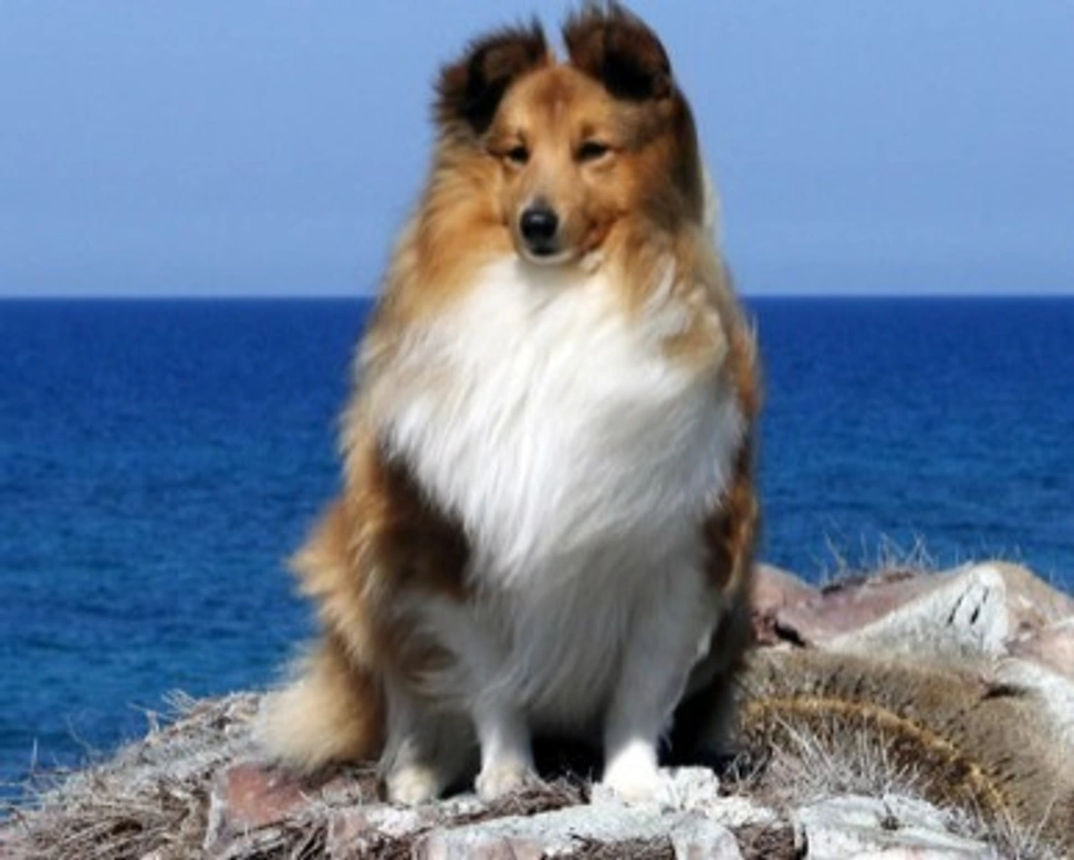 Il carattere del Pastore Scozzese Shetland e le sue particolarità