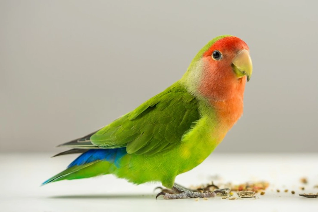 Chemicals Extremely Harmful to Pet Birds: Keep Your Bird Safe