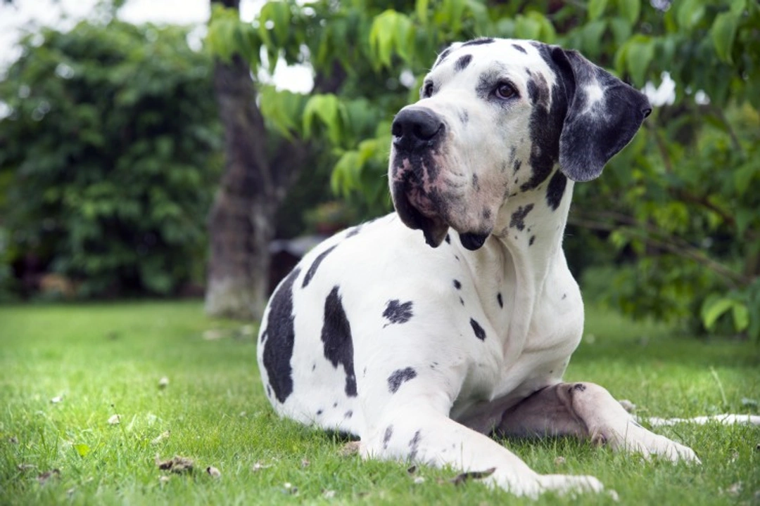 Great Danes and Heart Disorders: Understanding and Management