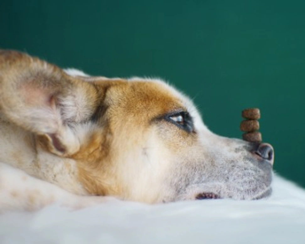 Come trovare il cibo giusto per cani?