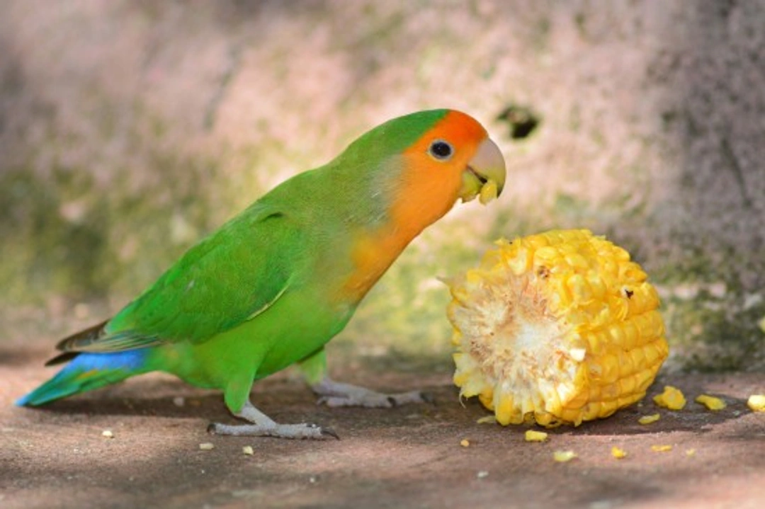 Peach-faced Lovebird Care and Keeping Guide