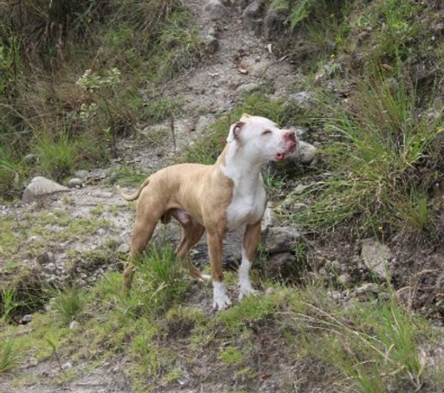 Il Pitbull nano esiste? La parola all'esperto, info e prezzi